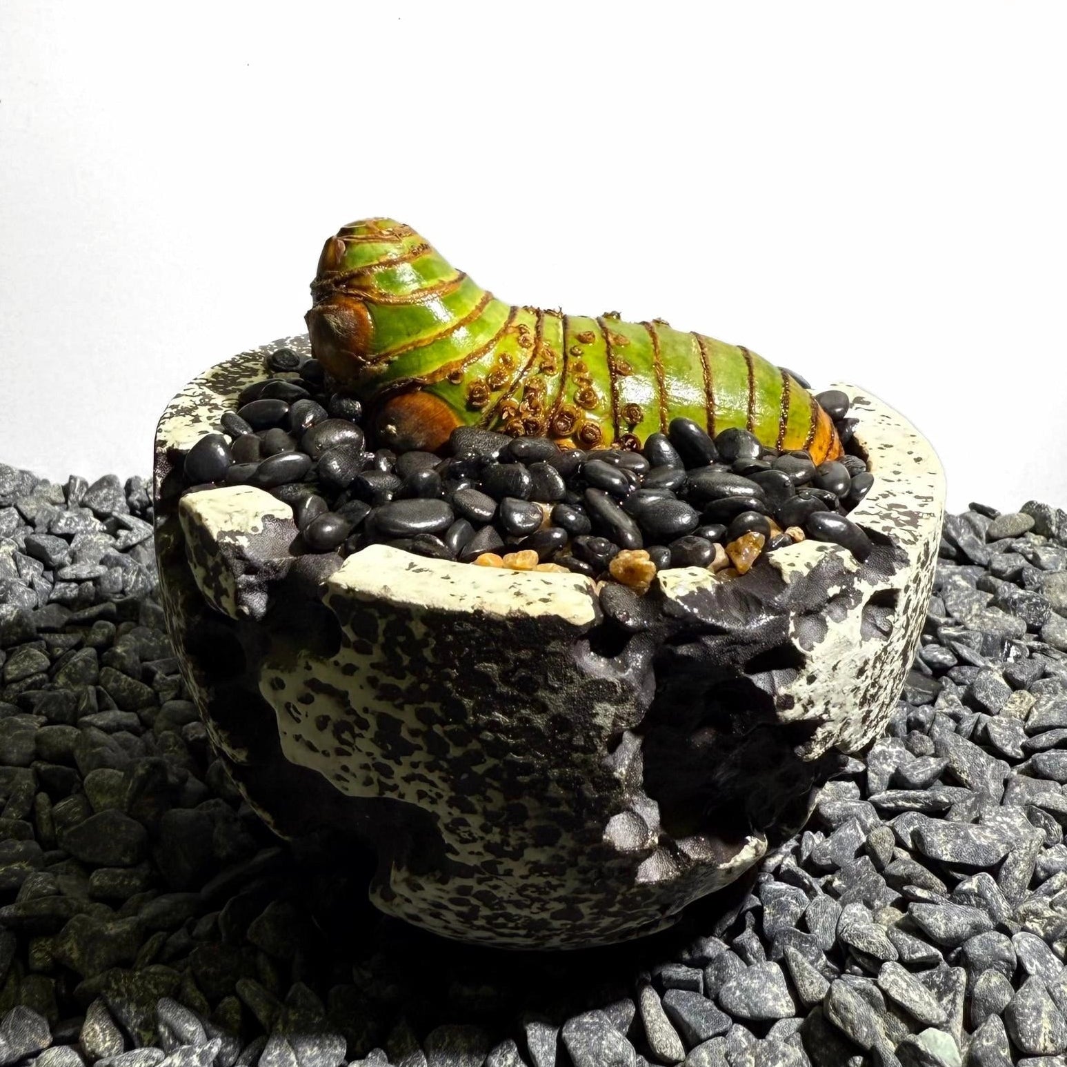 Insect Bamboo  Number001