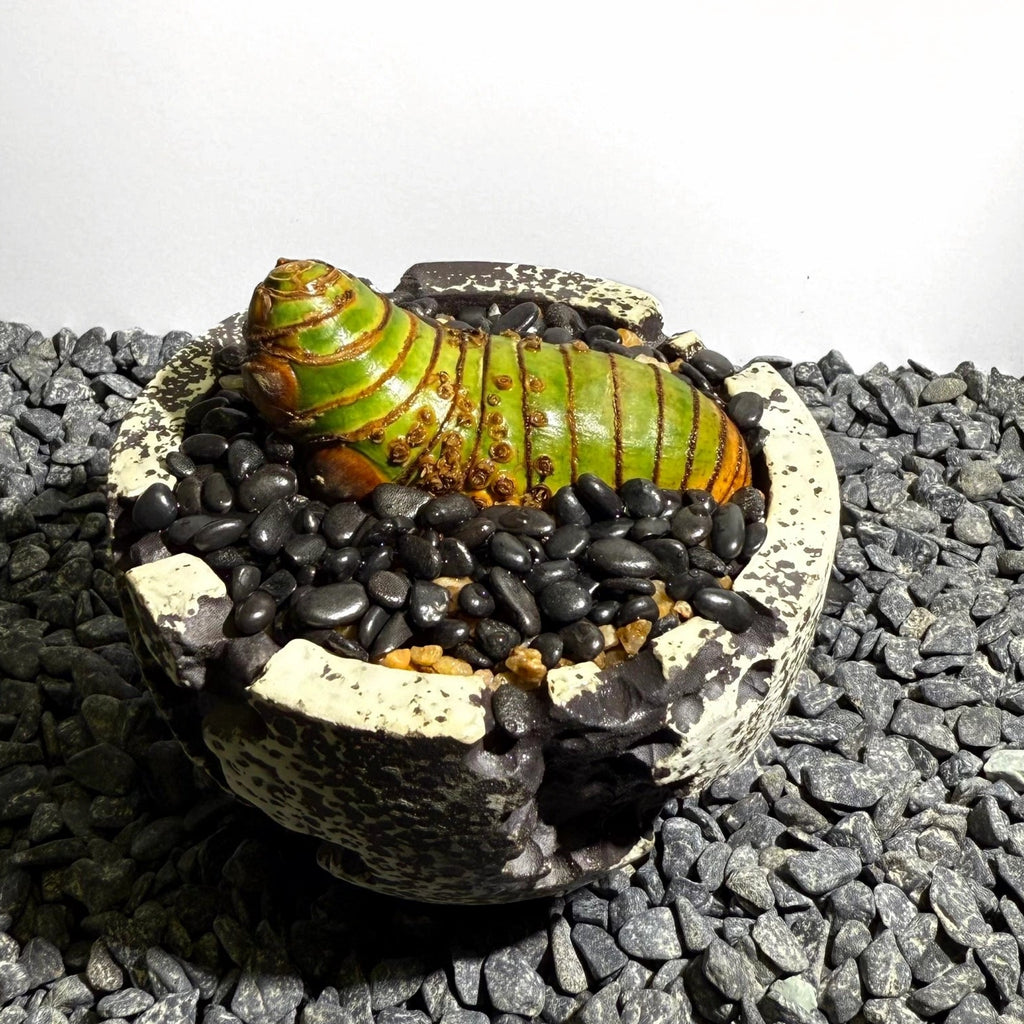 Insect Bamboo  Number001