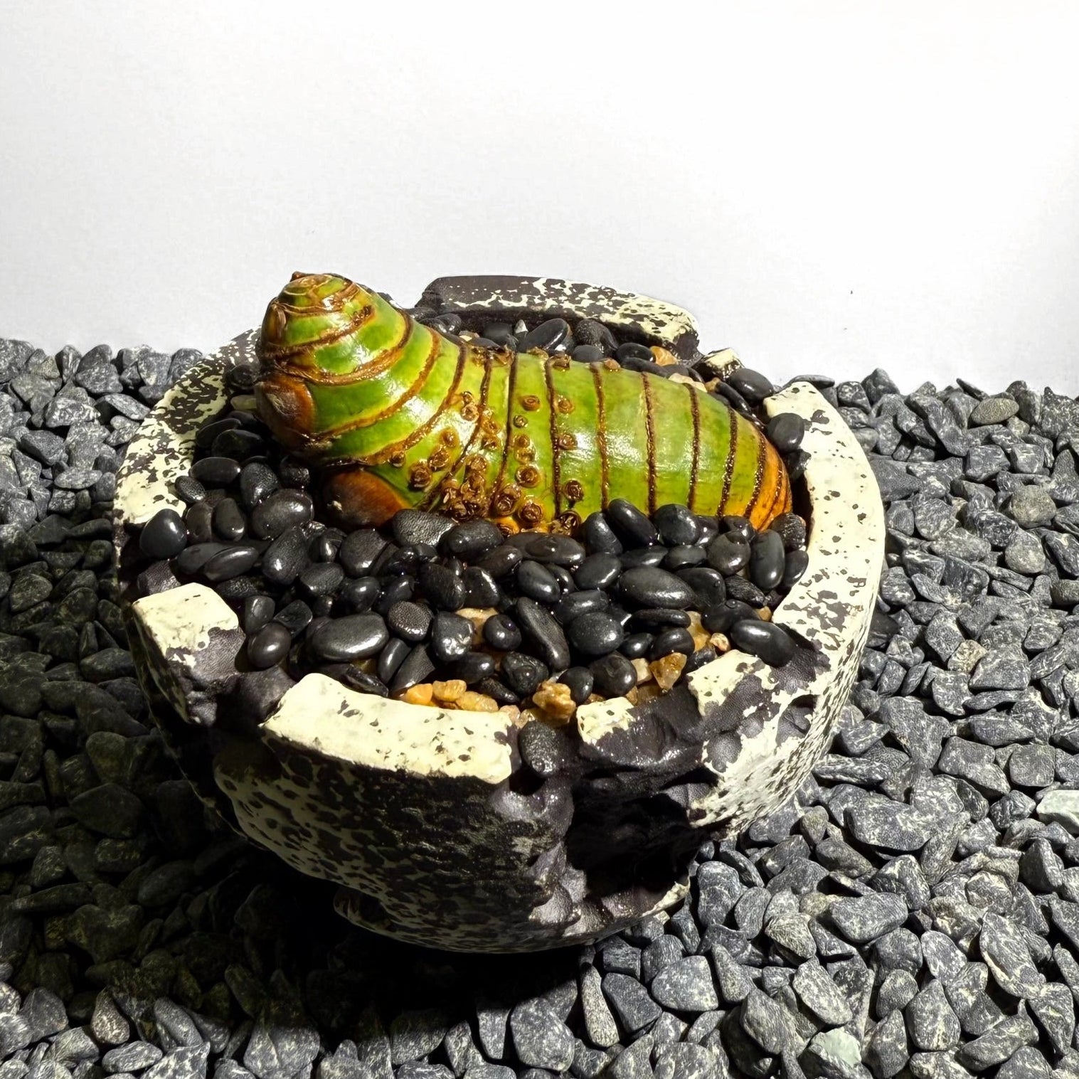 Insect Bamboo  Number001