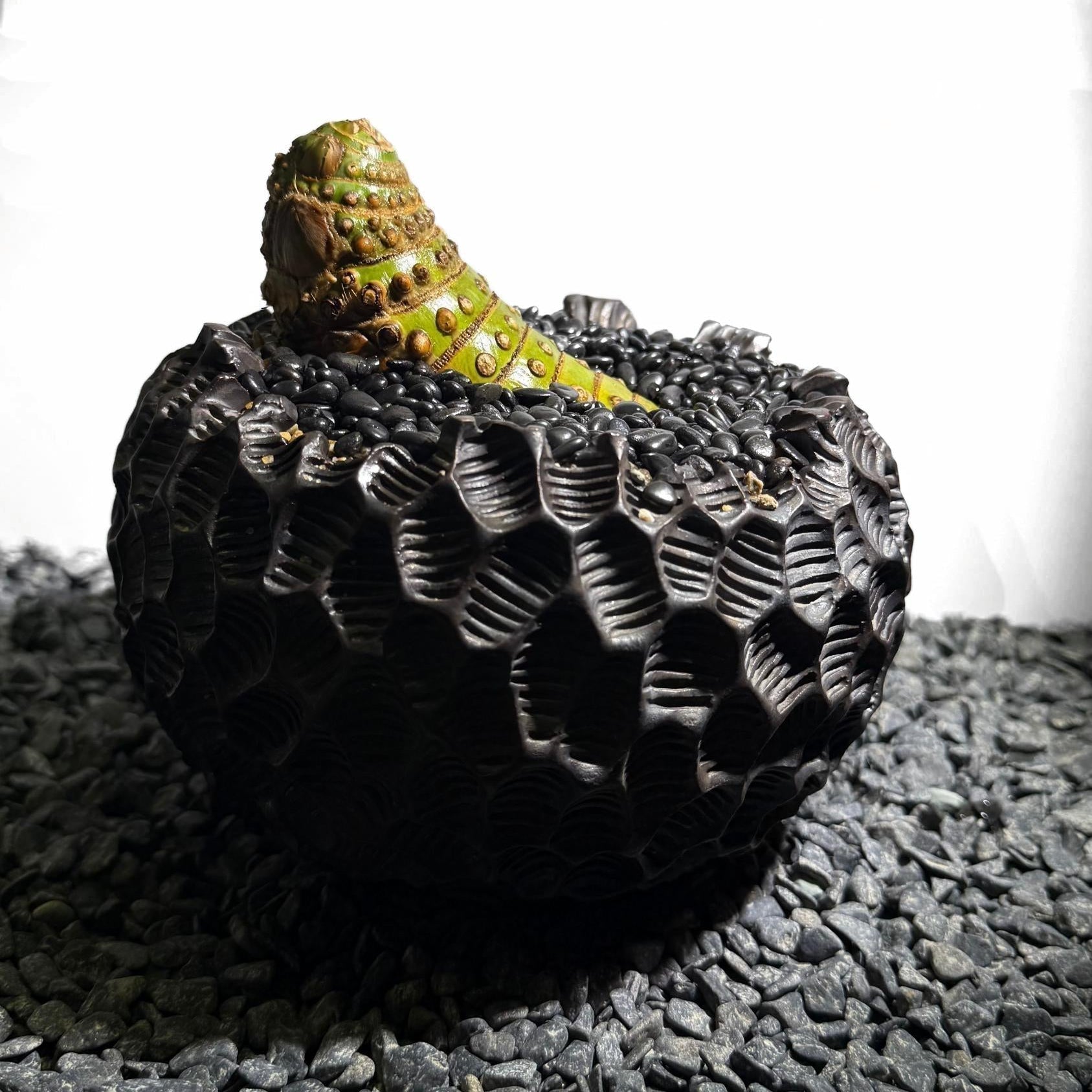 Insect Bamboo  Number002