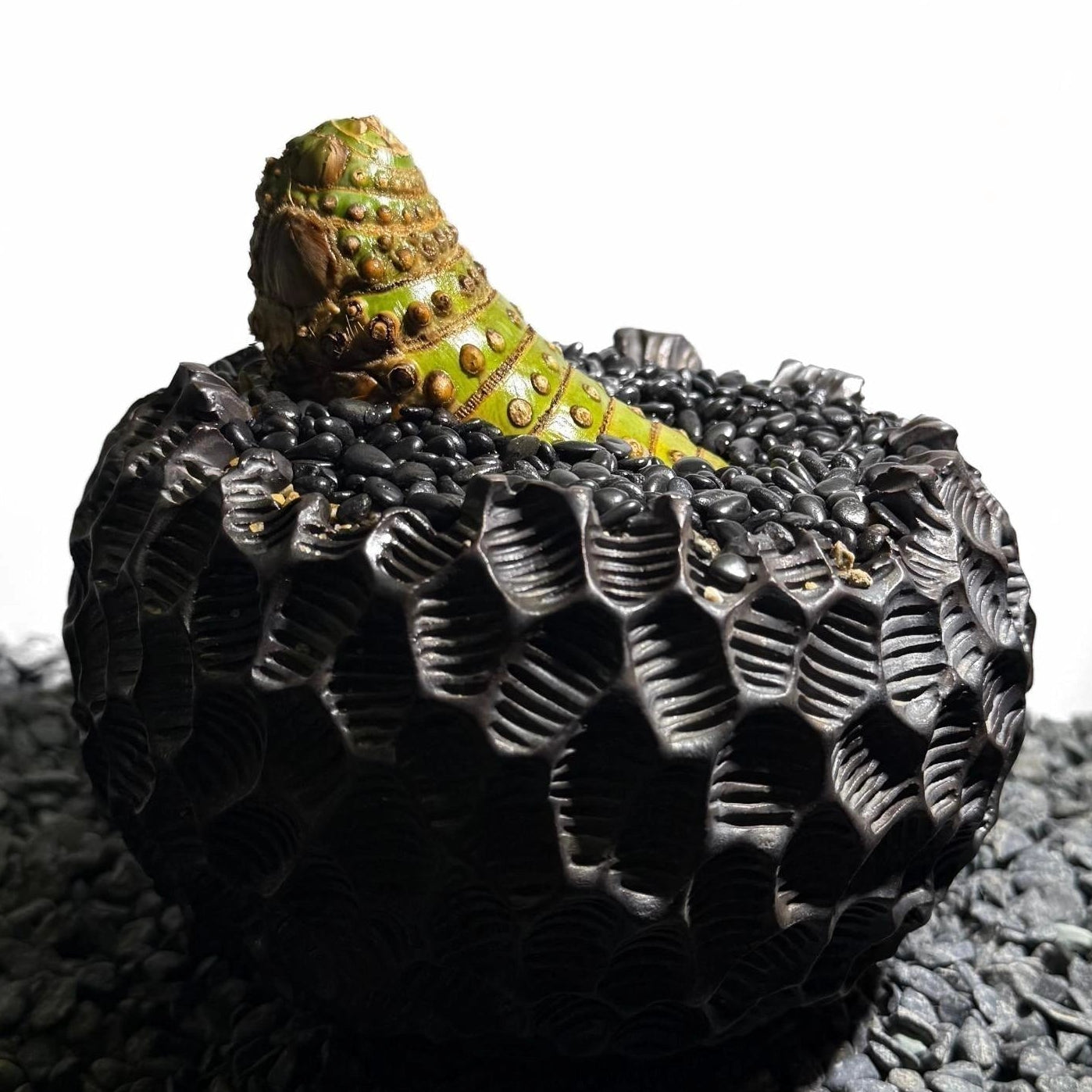 Insect Bamboo  Number002