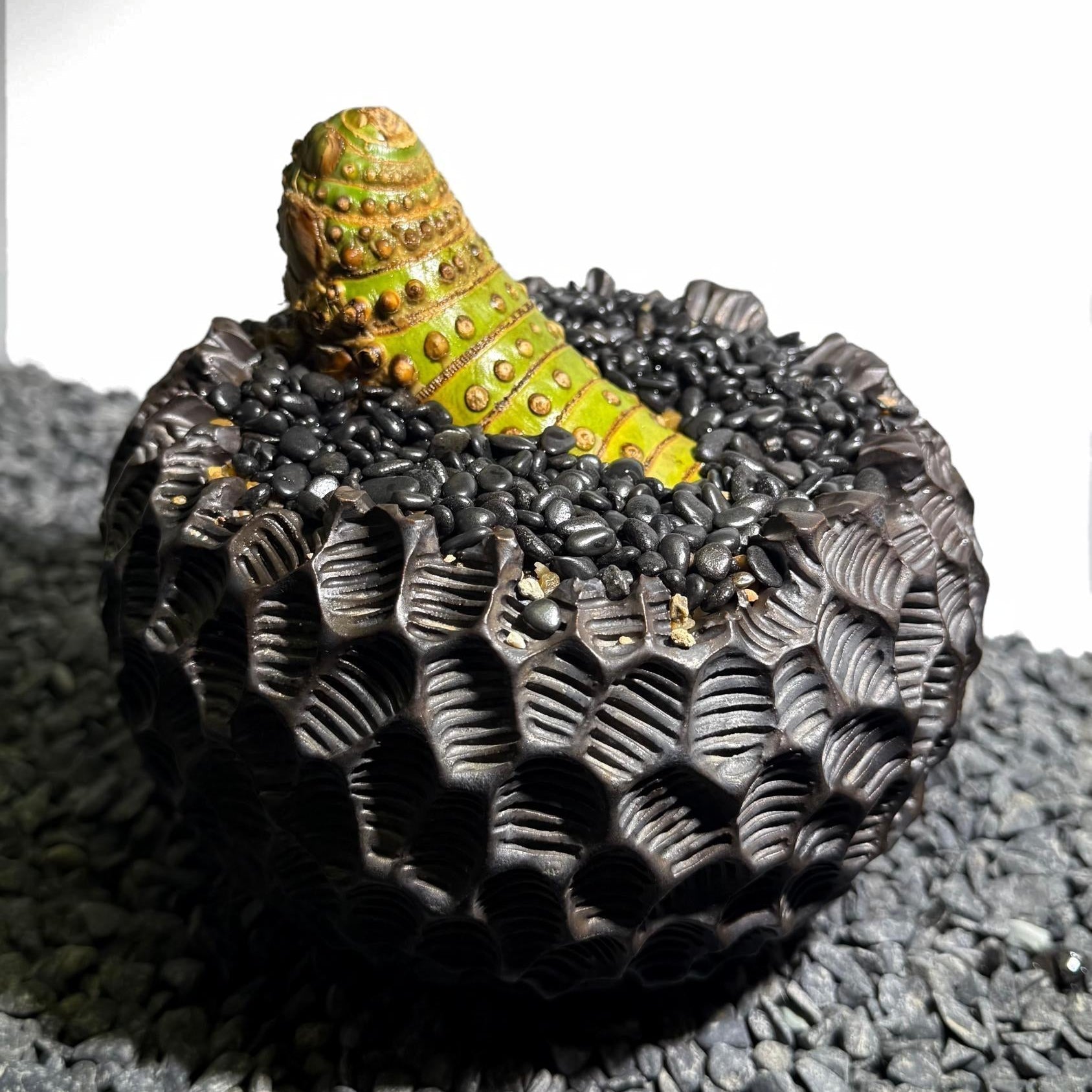 Insect Bamboo  Number002