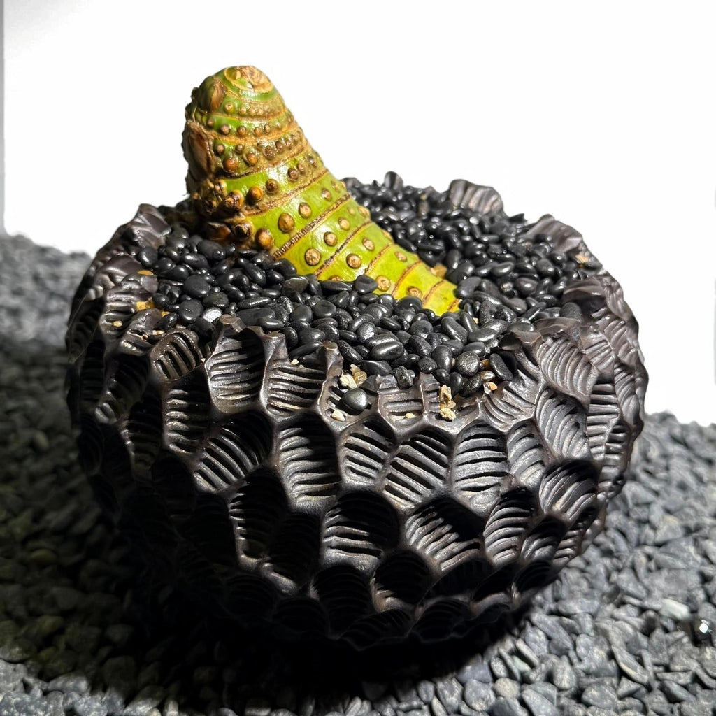 Insect Bamboo  Number002