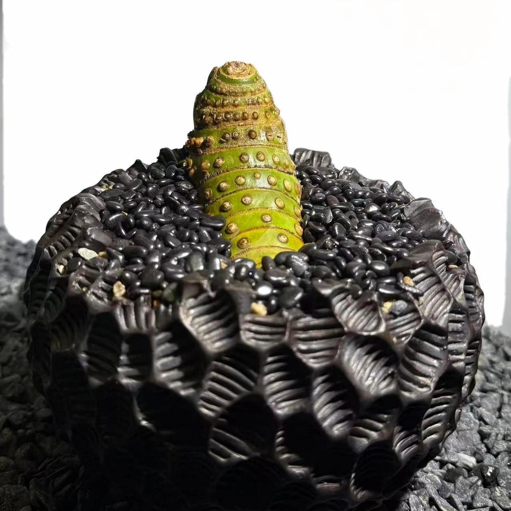 Insect Bamboo  Number002