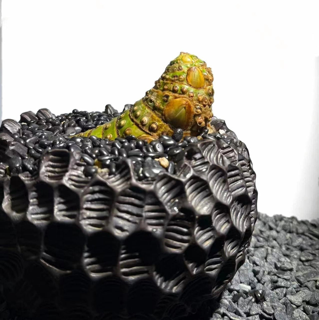 Insect Bamboo  Number002