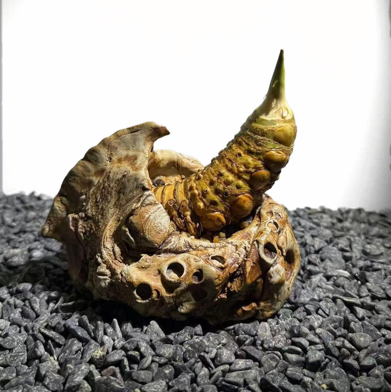 Rhinohorn Bamboo Number001