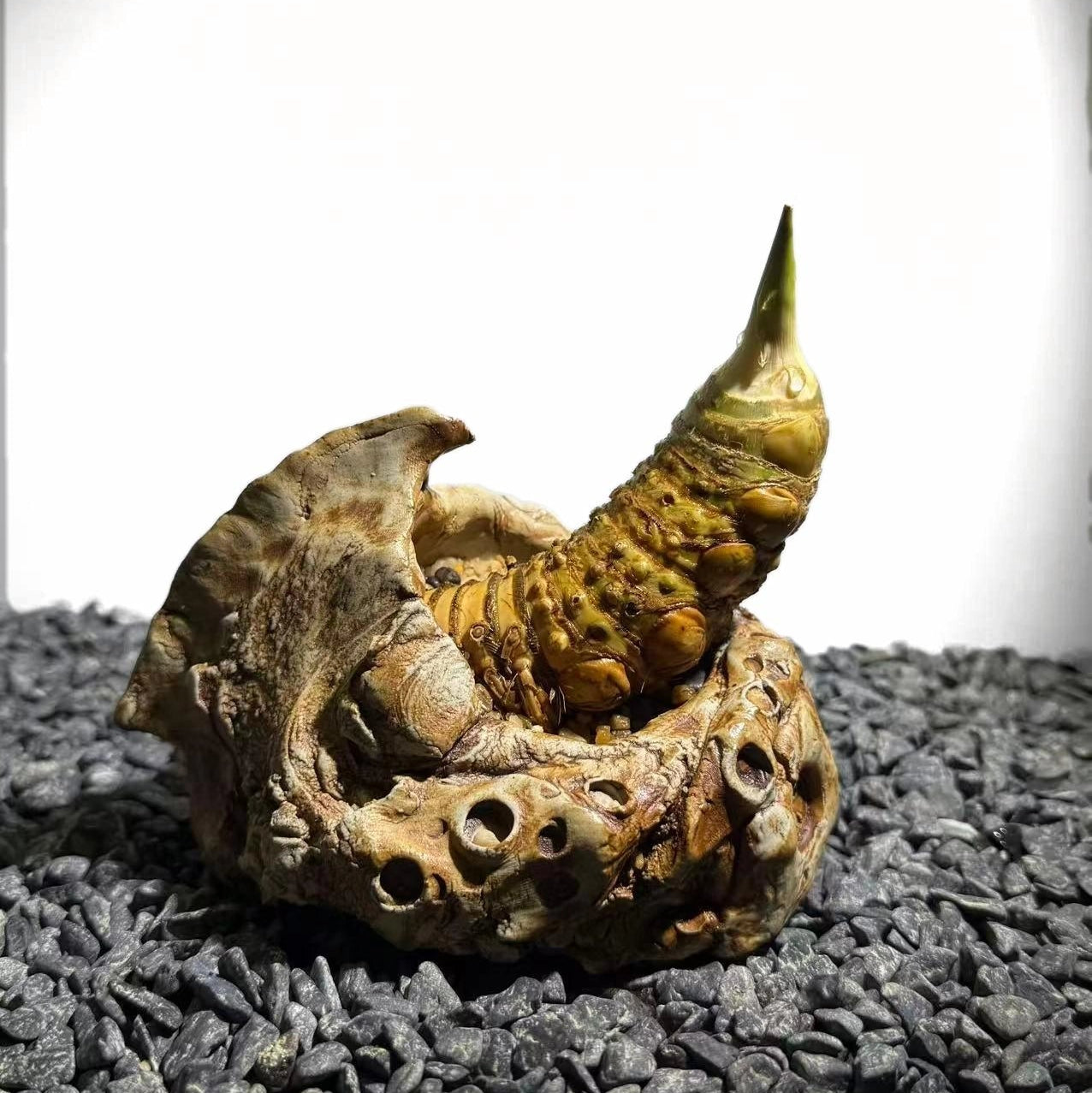 Rhinohorn Bamboo Number001