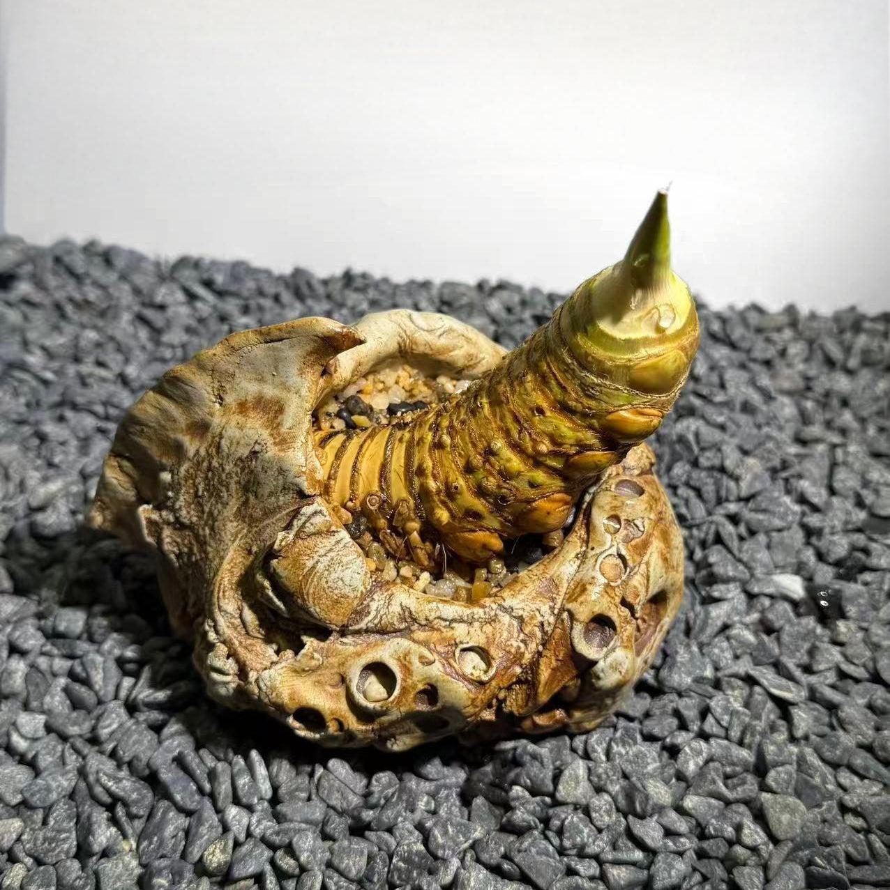 Rhinohorn Bamboo Number001