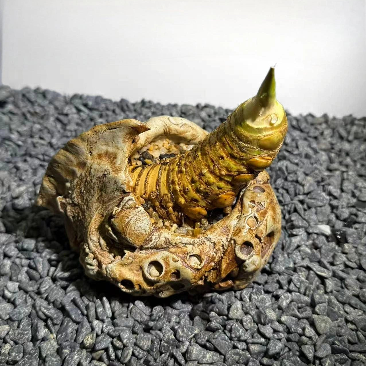 Rhinohorn Bamboo Number001