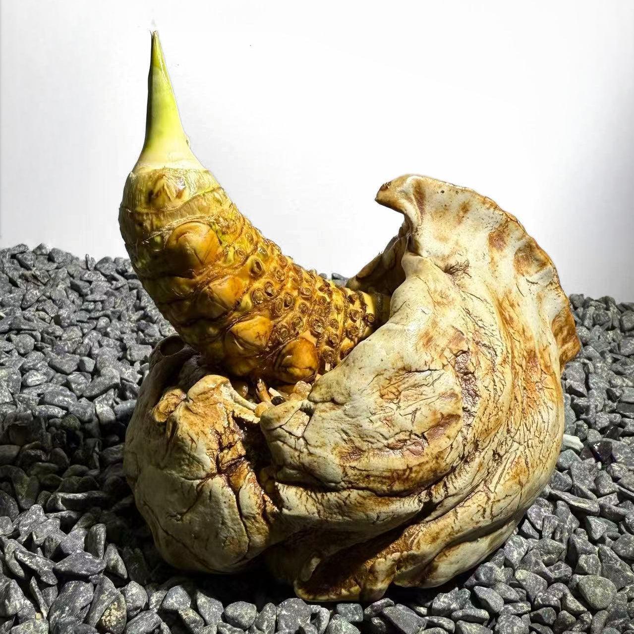 Rhinohorn Bamboo Number001