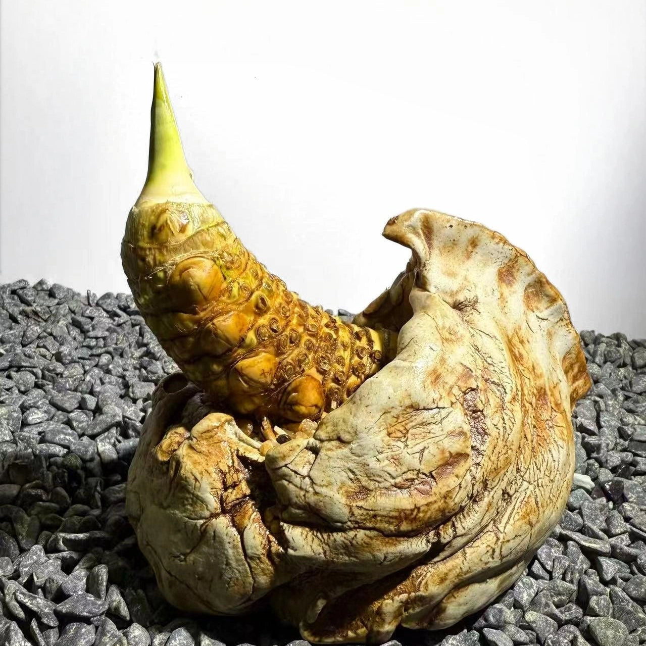 Rhinohorn Bamboo Number001