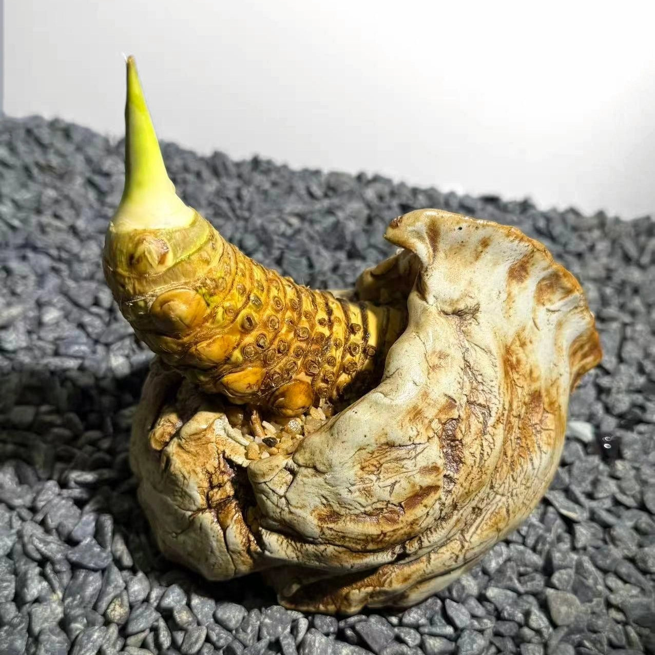 Rhinohorn Bamboo Number001