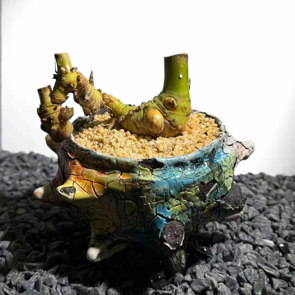 Twin Stems Bamboo Number001