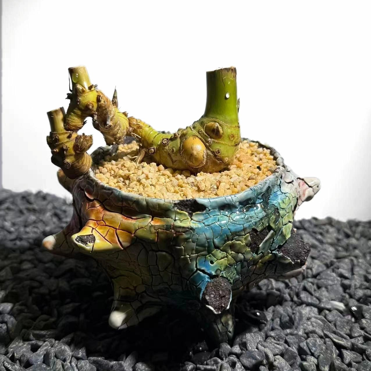 Twin Stems Bamboo Number001