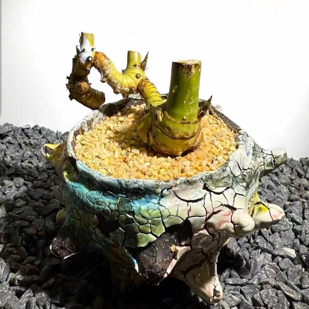 Twin Stems Bamboo Number001