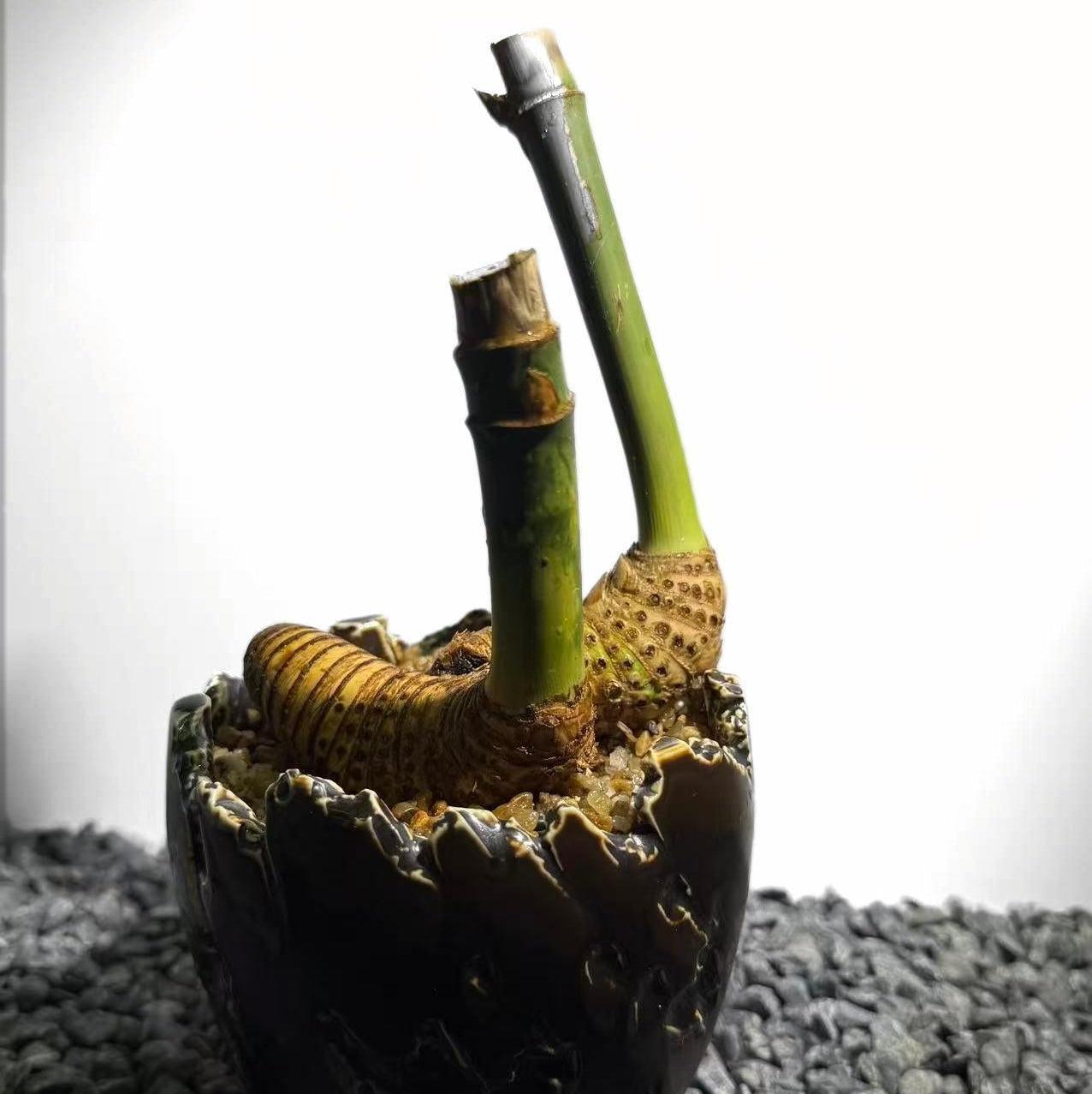 Otherworldly Forms Bamboo Number001