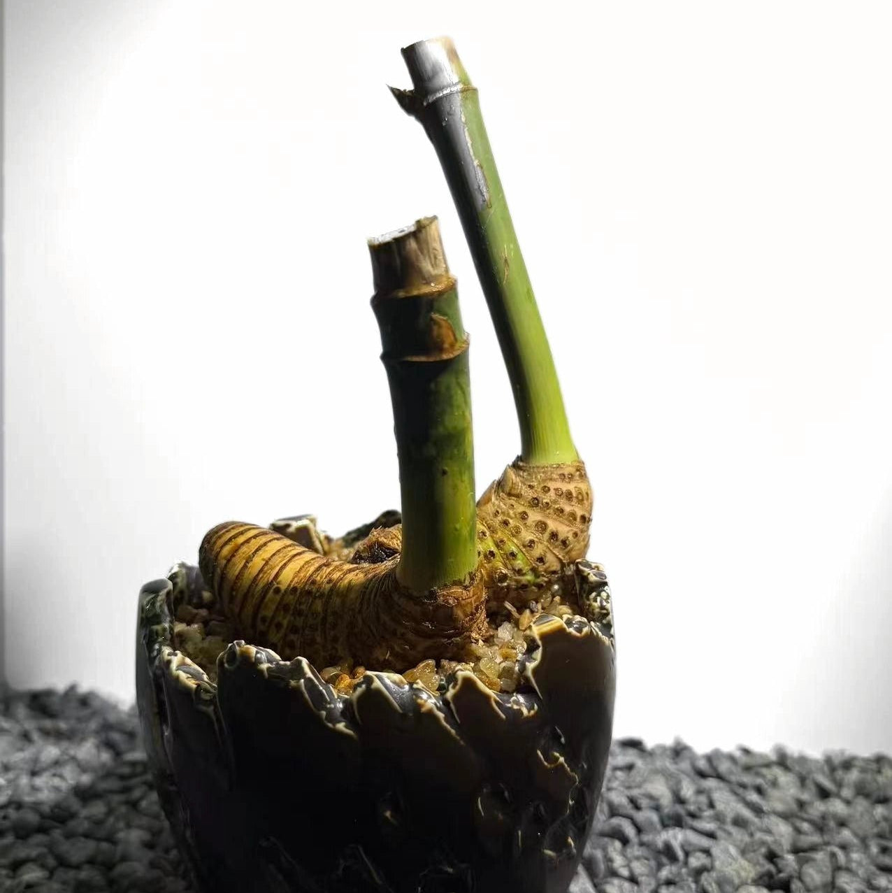 Otherworldly Forms Bamboo Number001