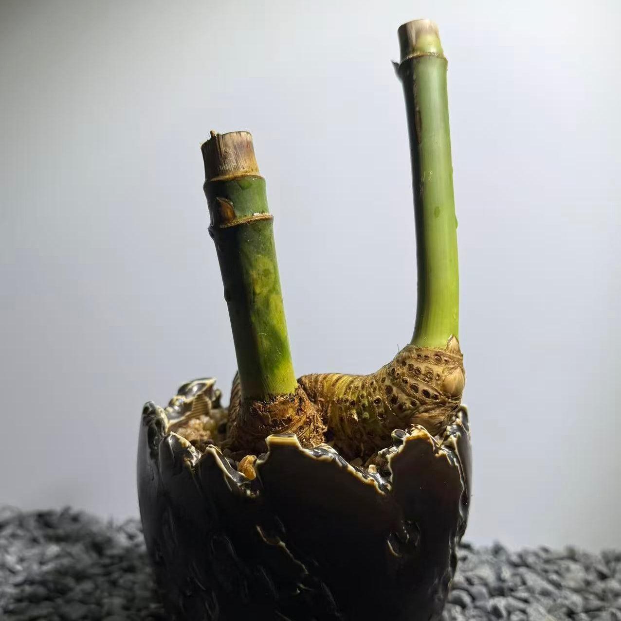Otherworldly Forms Bamboo Number001