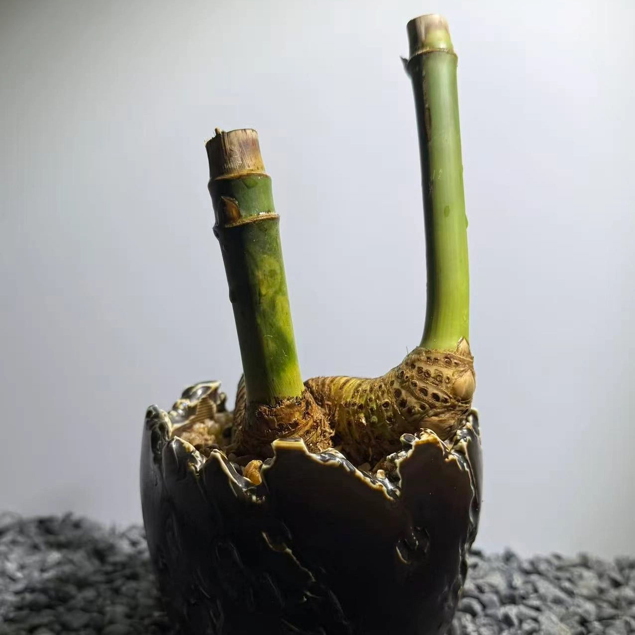 Otherworldly Forms Bamboo Number001