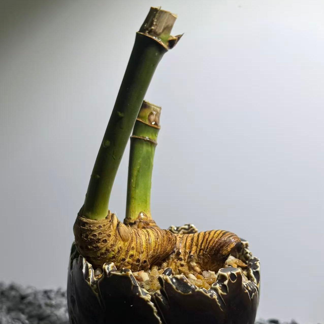 Otherworldly Forms Bamboo Number001