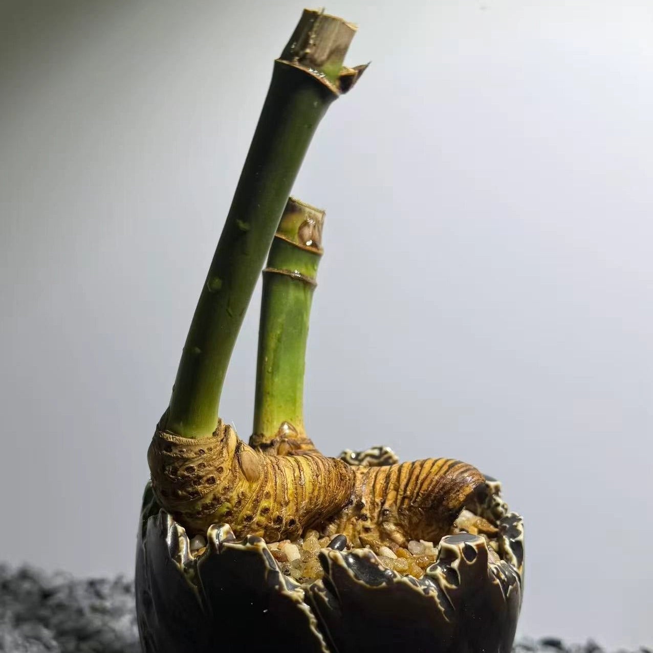 Otherworldly Forms Bamboo Number001