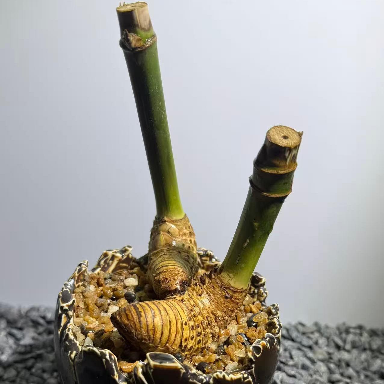 Otherworldly Forms Bamboo Number001