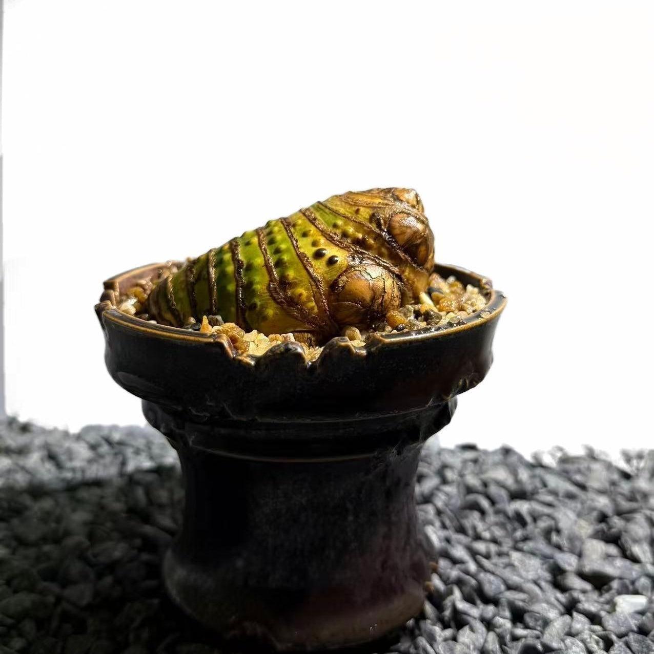 Insect Bamboo  Number003