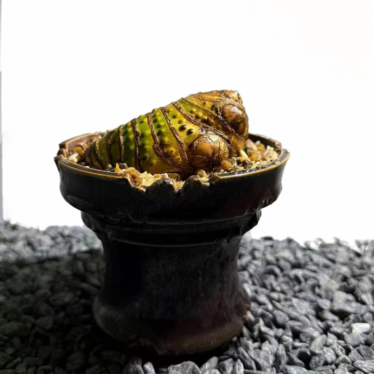 Insect Bamboo  Number003