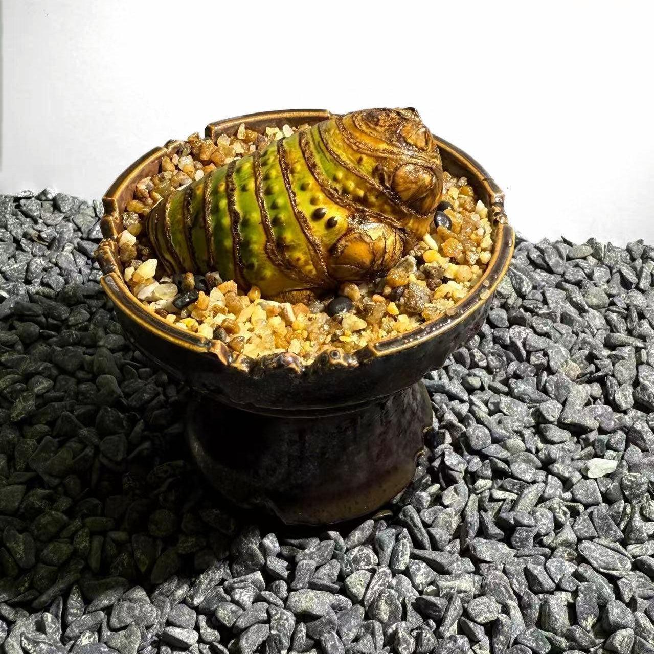 Insect Bamboo  Number003