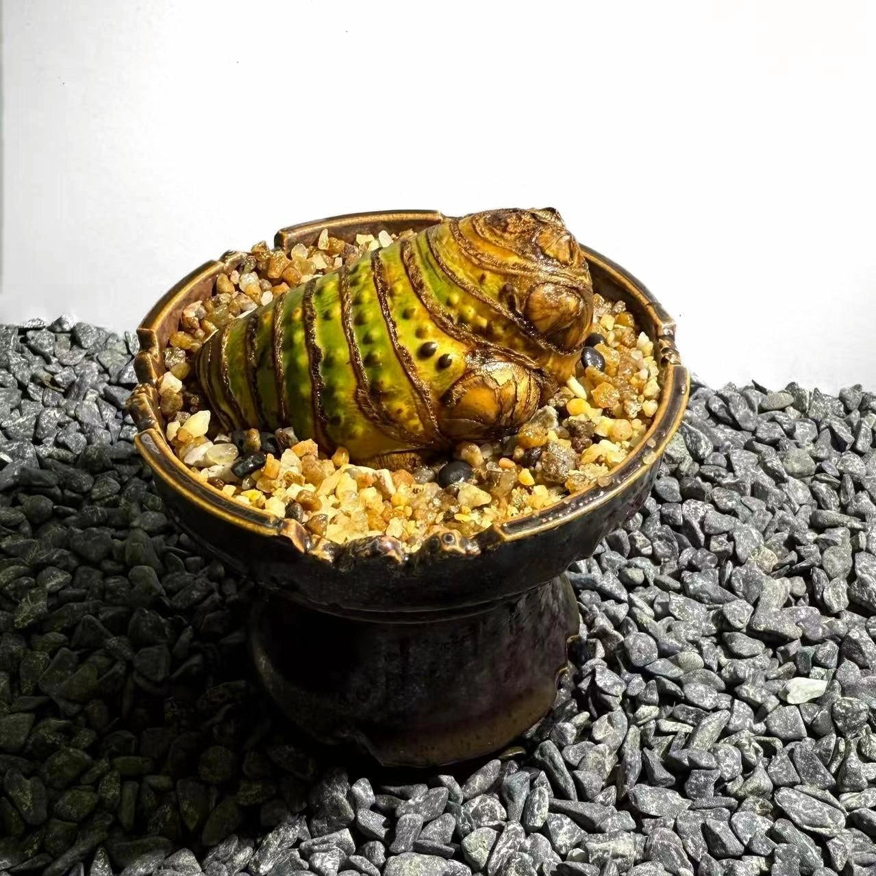 Insect Bamboo  Number003