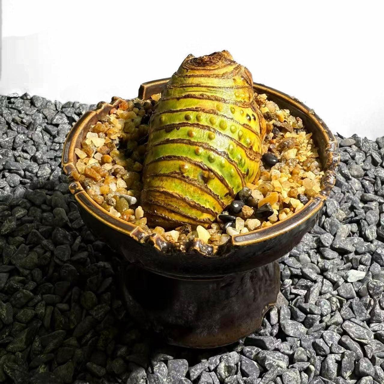 Insect Bamboo  Number003