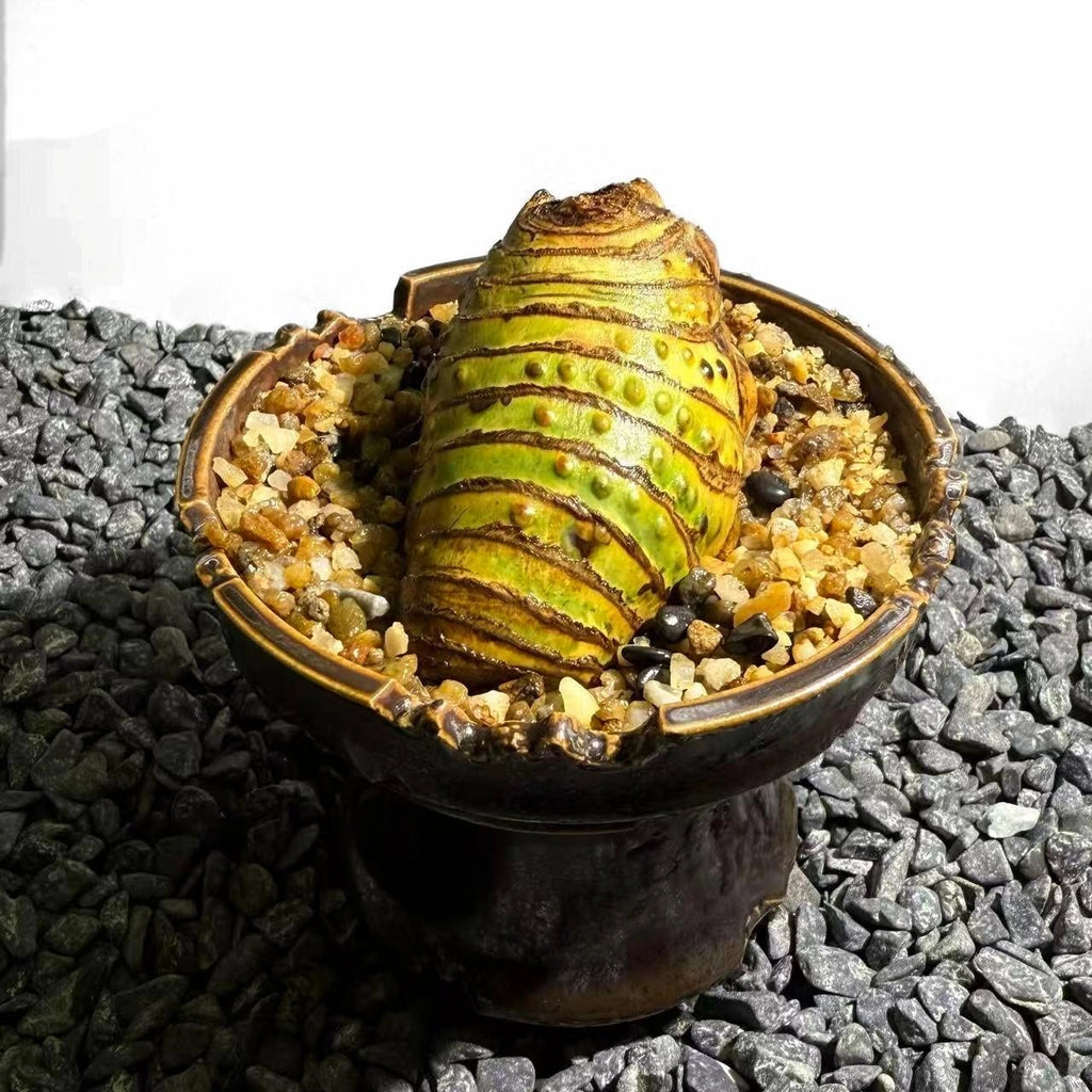 Insect Bamboo  Number003