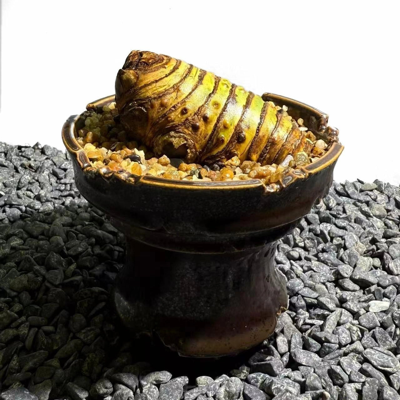 Insect Bamboo  Number003