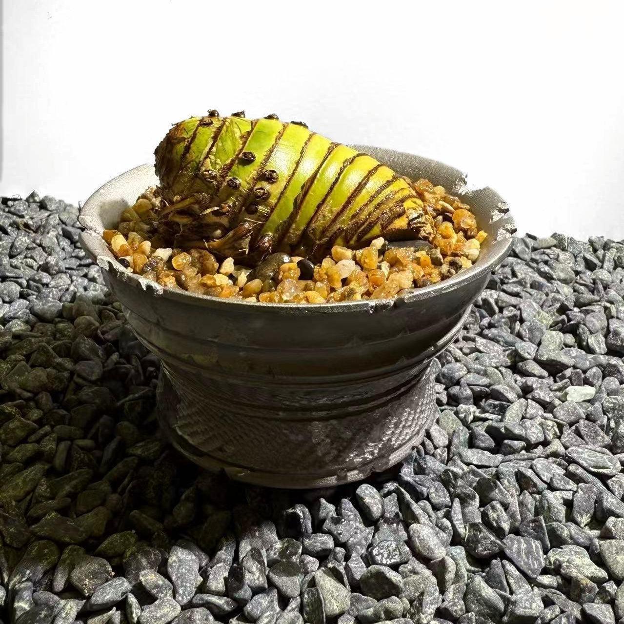 Insect Bamboo  Number004