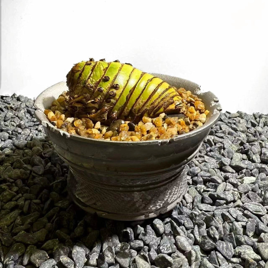 Insect Bamboo  Number004