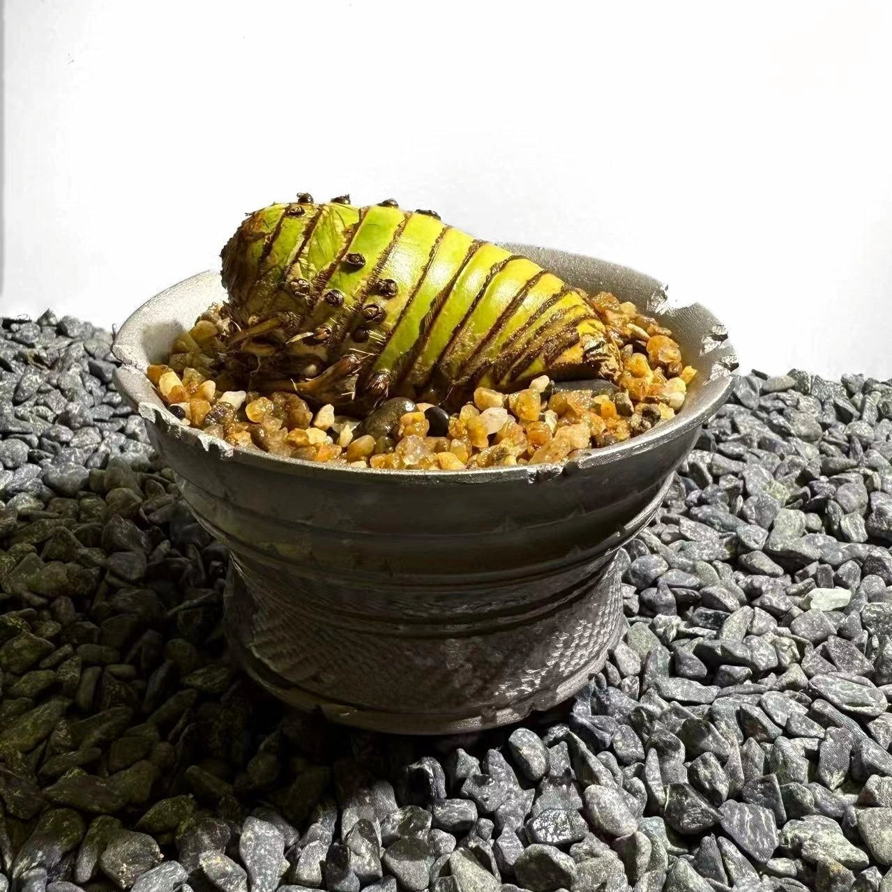 Insect Bamboo  Number004