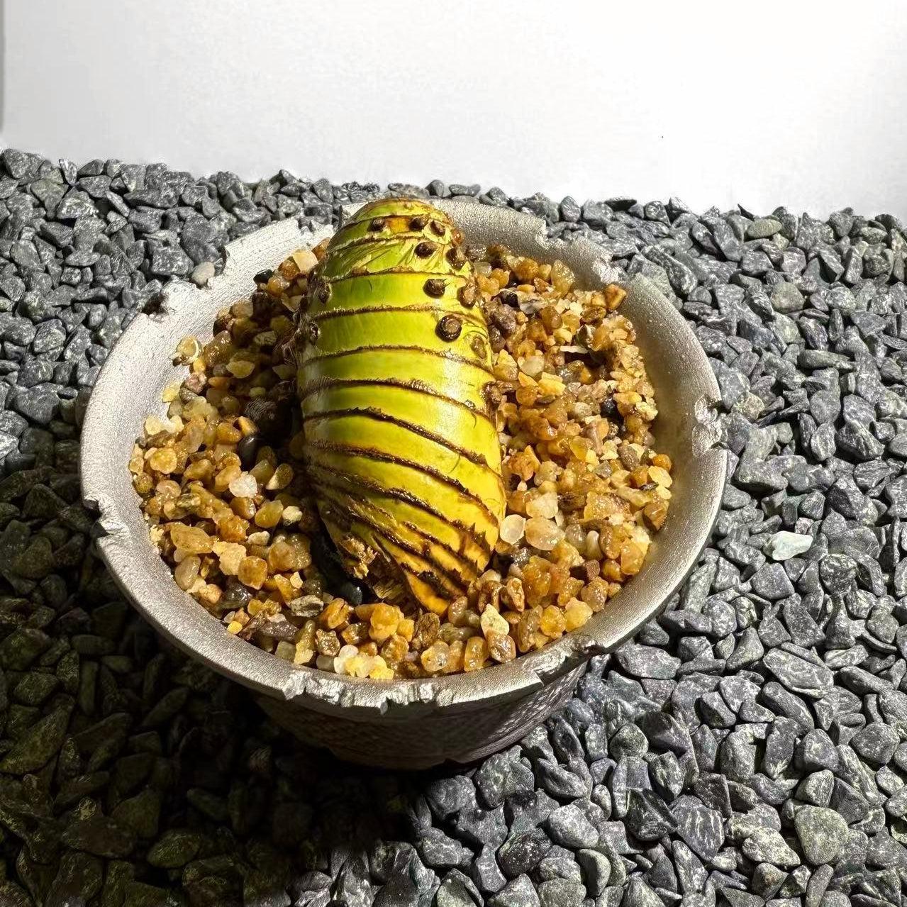 Insect Bamboo  Number004