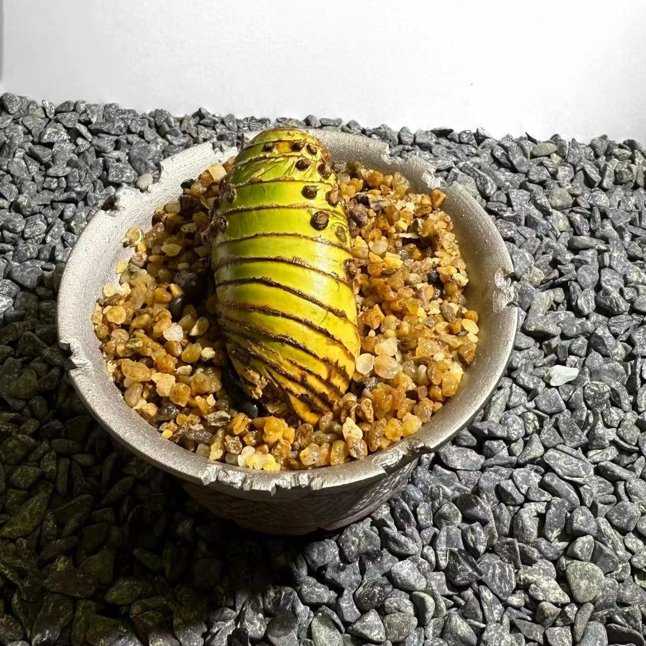 Insect Bamboo  Number004