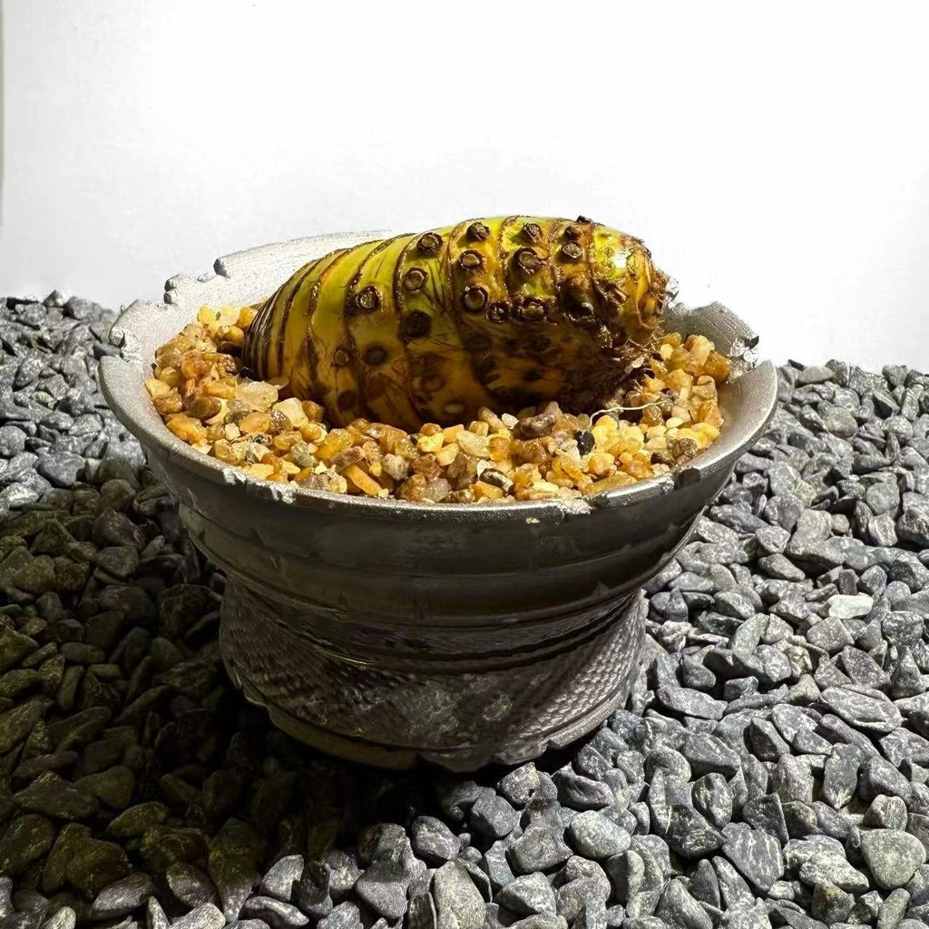 Insect Bamboo  Number004