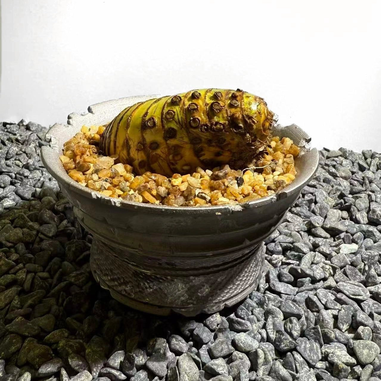 Insect Bamboo  Number004