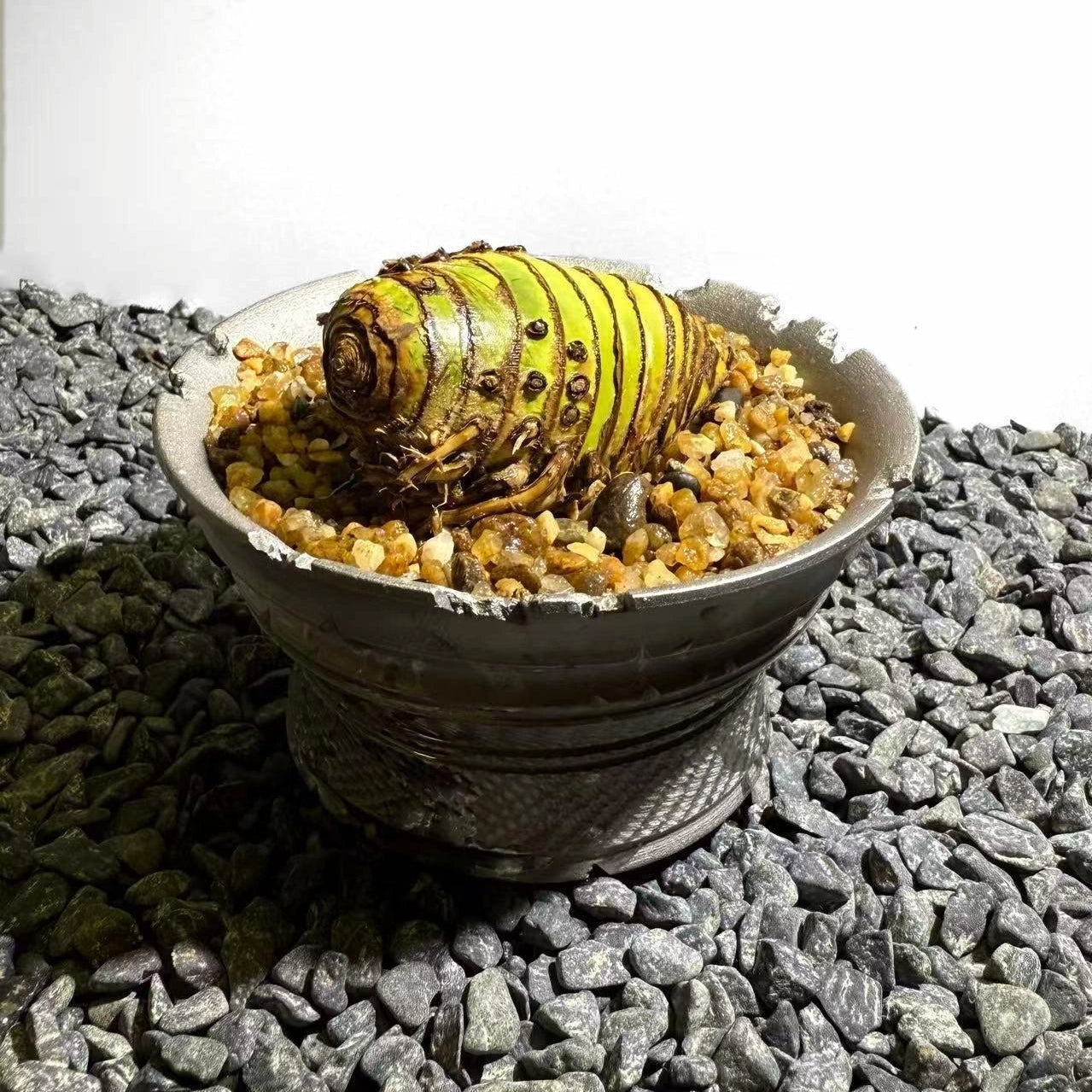 Insect Bamboo  Number004