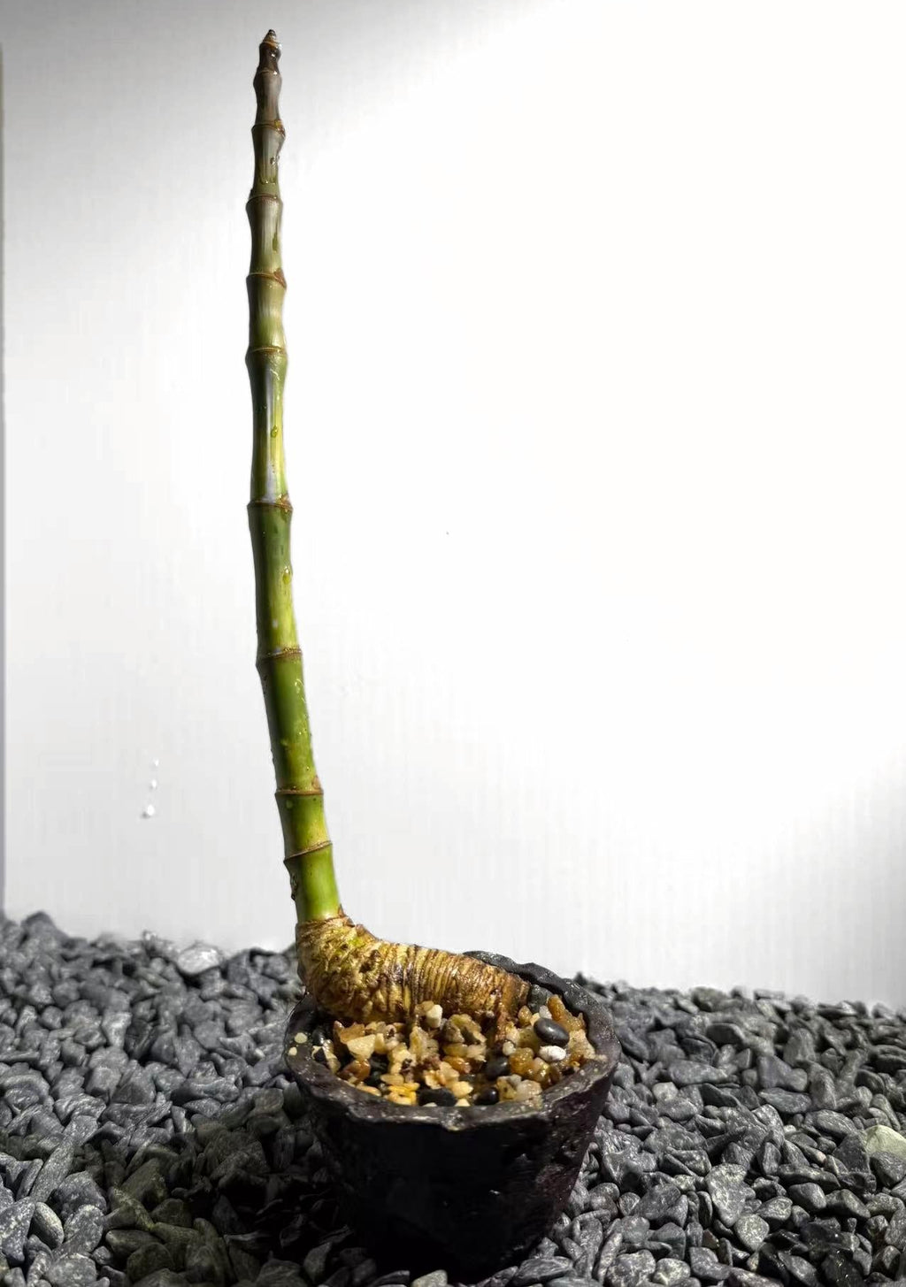 Elephant Trunk Bamboo Number001