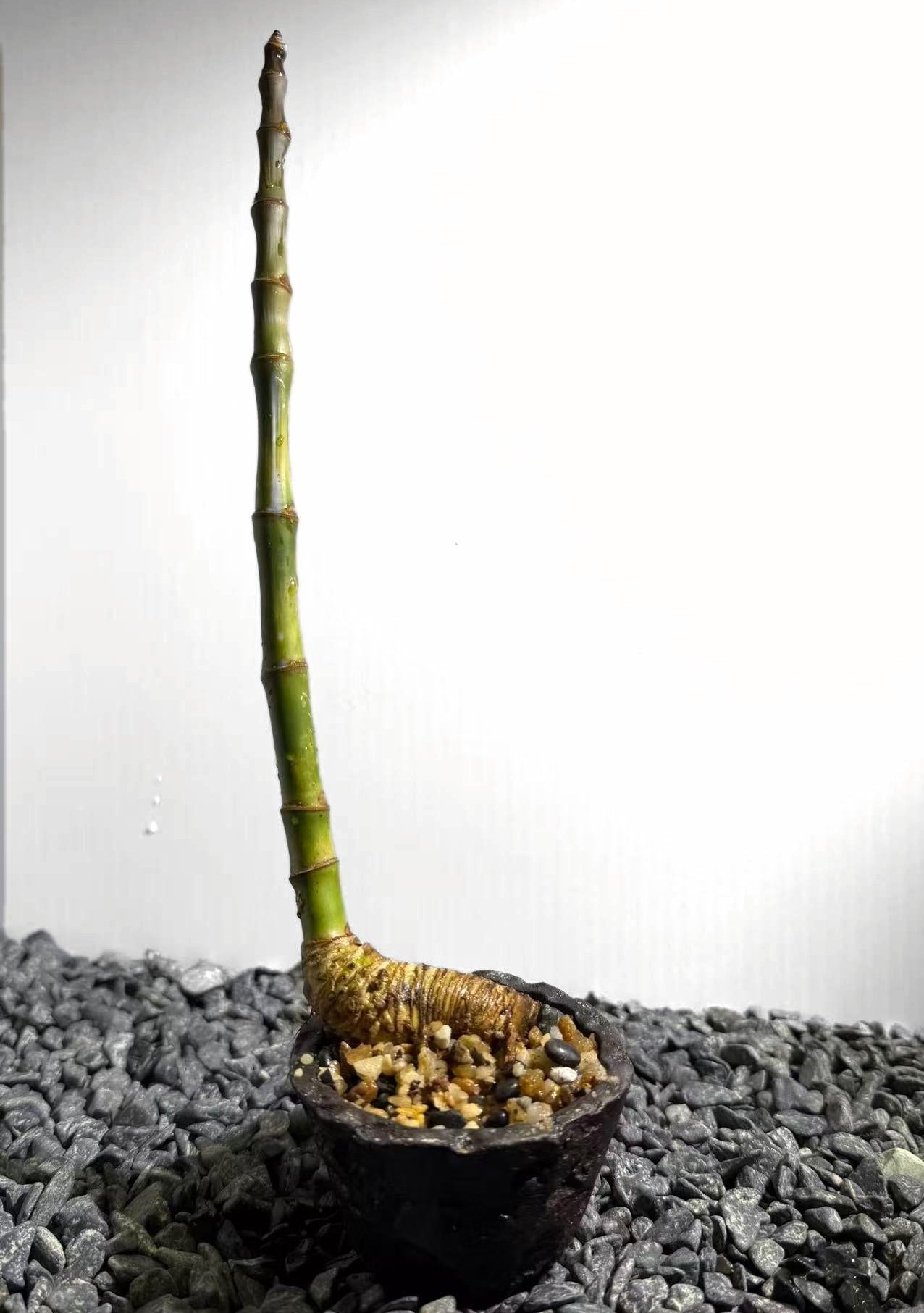 Elephant Trunk Bamboo Number001