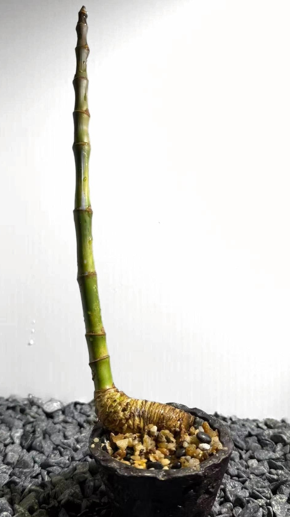 Elephant Trunk Bamboo Number001