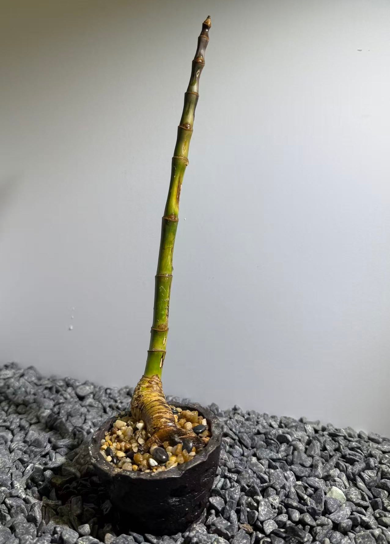 Elephant Trunk Bamboo Number001
