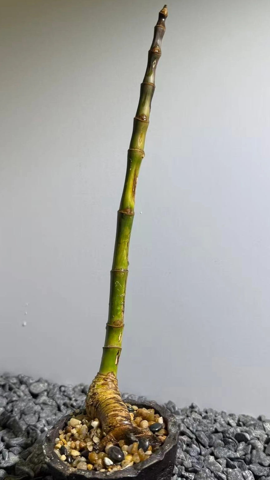 Elephant Trunk Bamboo Number001