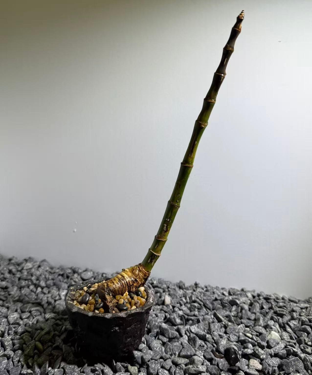 Elephant Trunk Bamboo Number001