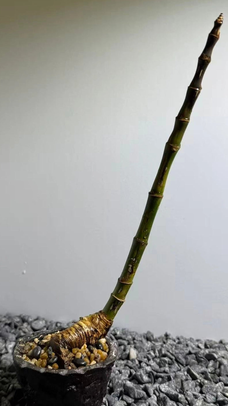 Elephant Trunk Bamboo Number001