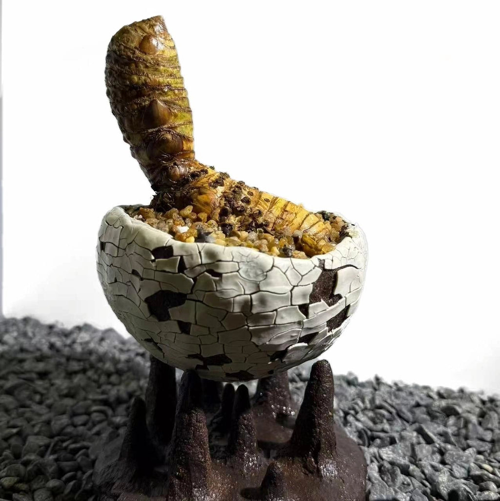 Insect Bamboo  Number005