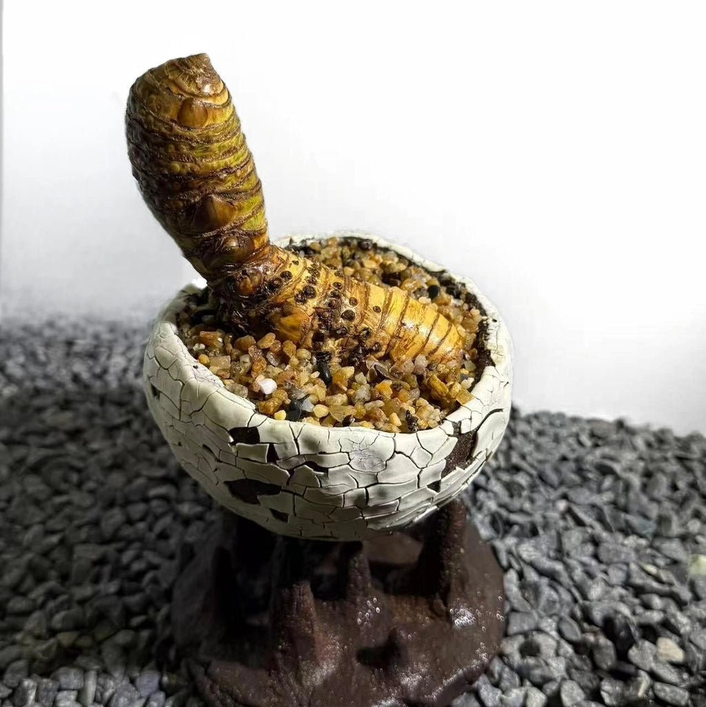 Insect Bamboo  Number005